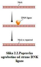 Popravka ogrebotine od strane DNK ligaze