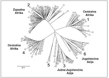 Genotipovi virusa hepatitisa C